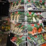 agropharm