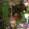cvecara-ikebana-becej