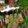 cvecara-ikebana-becej