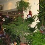 cvecara-ikebana-becej