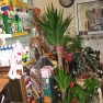 cvecara-ikebana-becej
