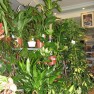 cvecara-ikebana-becej
