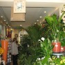 cvecara-ikebana-becej