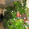 cvecara-ikebana-becej