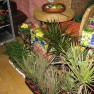 cvecara-ikebana-becej