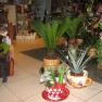cvecara-ikebana-becej