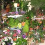 cvecara-ikebana-becej