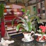 cvecara-ikebana-becej