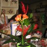 cvecara-ikebana-becej