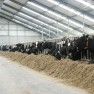 cow-logic-international