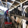 cow-logic-international