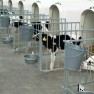 cow-logic-international