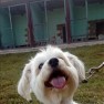 pegonni
