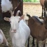 farma-koza