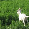 farma-koza